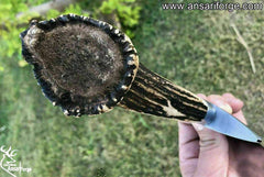 Beautiful Crown Stag antler handle of Bowie Knife. Unique and ergonomic grip.